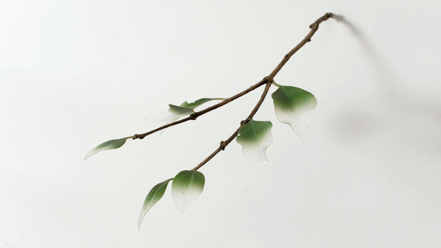 大西伸明　Infinity Gray eda　2015