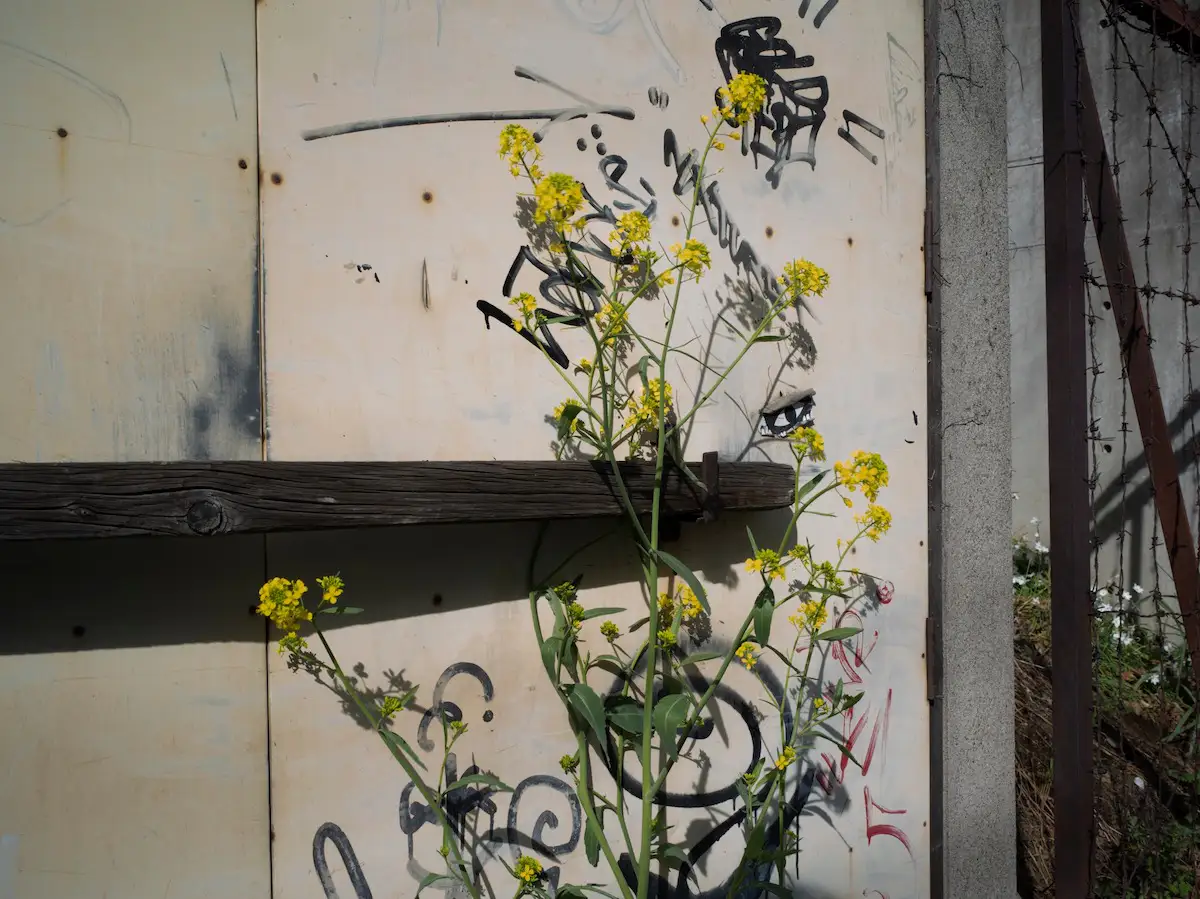 蓮井元彦 個展 Midtone ギャラリー 美術手帖 蓮井元彦 個展 Midtone ギャラリー 美術手帖