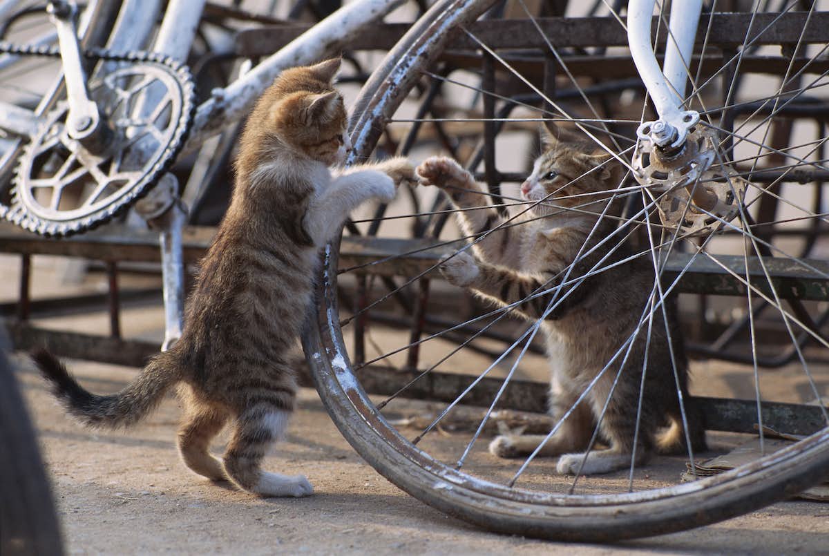 岩合光昭写真展「こねこ」（角川武蔵野ミュージアム）｜美術手帖