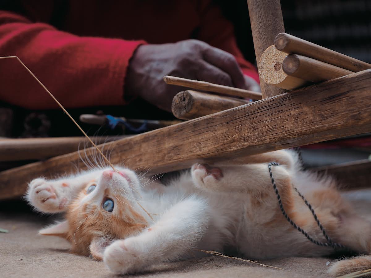 岩合光昭写真展「こねこ」（角川武蔵野ミュージアム）｜美術手帖