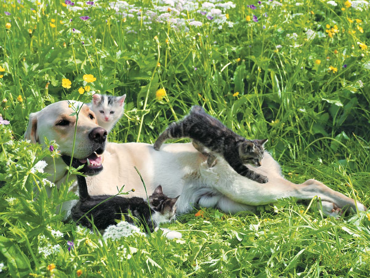 こねこ 岩合光昭写真展「こねこ」（角川武蔵野ミュージアム）｜美術手帖