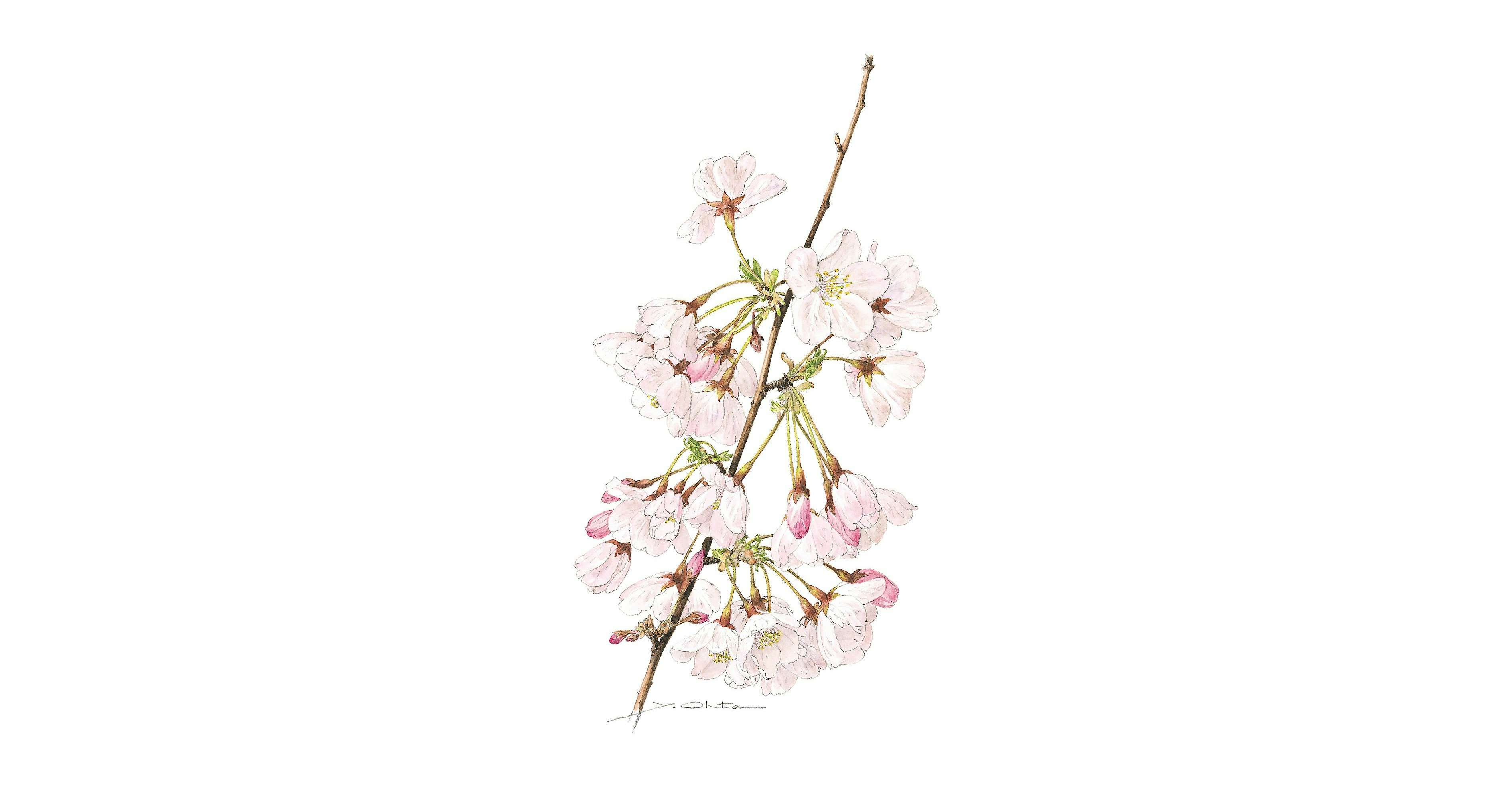 ボタニカルアートで楽しむ日本の桜 －太田洋愛原画展－（国立科学 