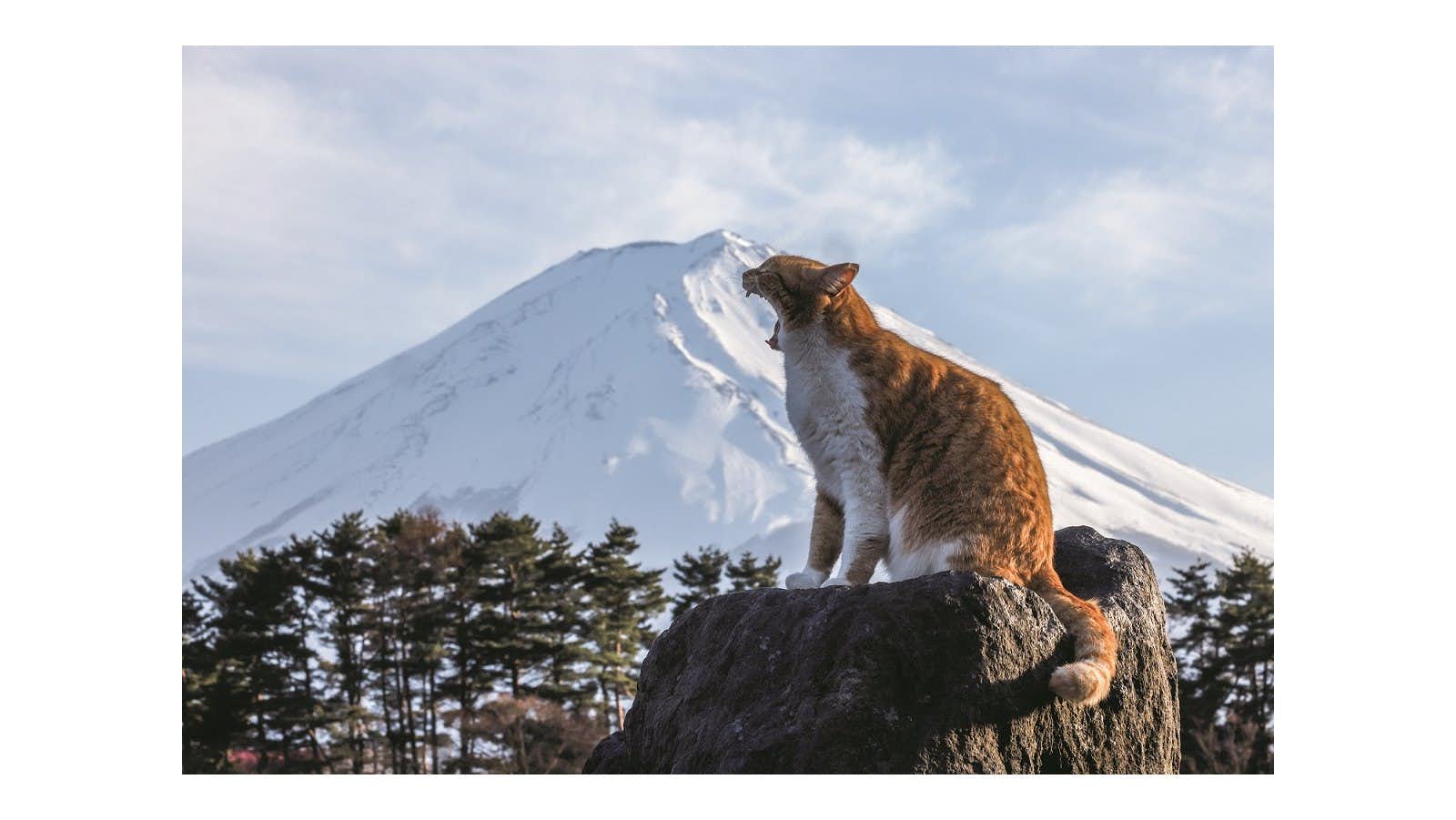 岩合光昭 写真展 ご当地ねこ(美術館「えき」KYOTO)|美術手帖 岩合光昭 写真展 ご当地ねこ(美術館「えき」KYOTO)|美術手帖