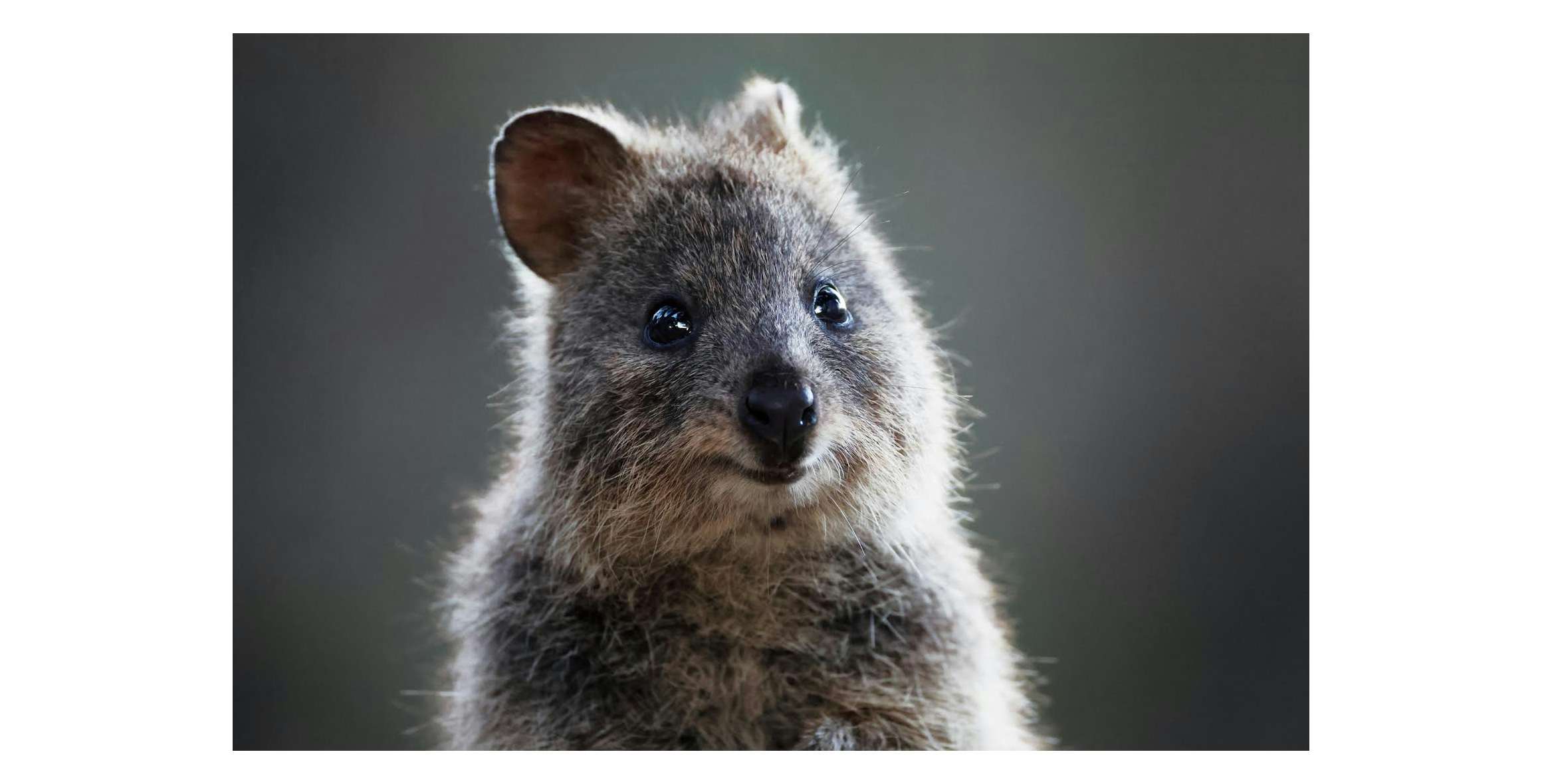 岩合光昭 写真展「Kawaii〜オーストラリアの動物たち 岩合光昭 写真展「Kawaii〜オーストラリアの動物たち