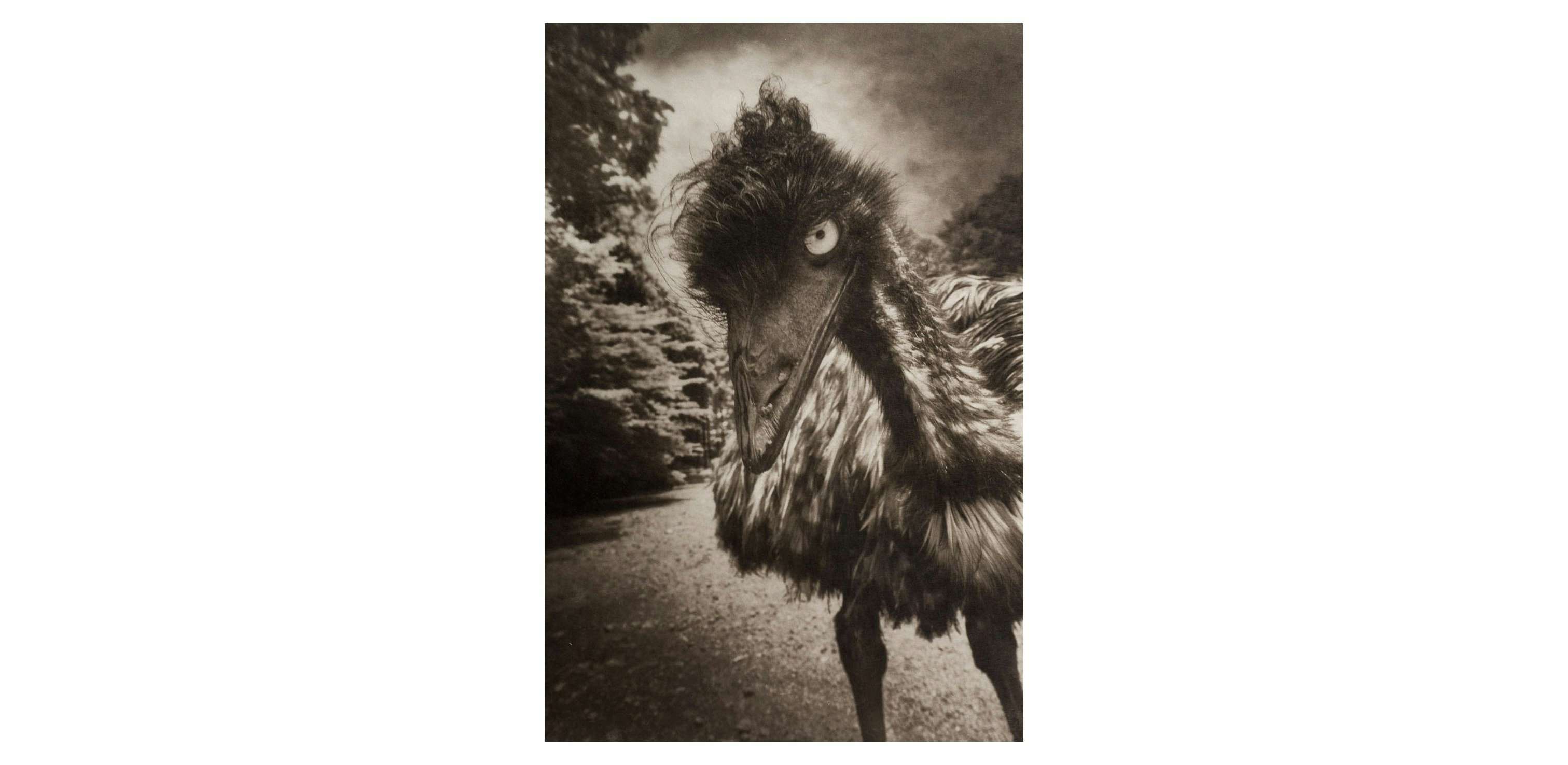 写実　日本画　【白い薔薇】肉筆画　作者不詳 日本画 原画 「白木蓮Ⅱ」 絵画 ゆうちゃん 通販 472069｜Creema
