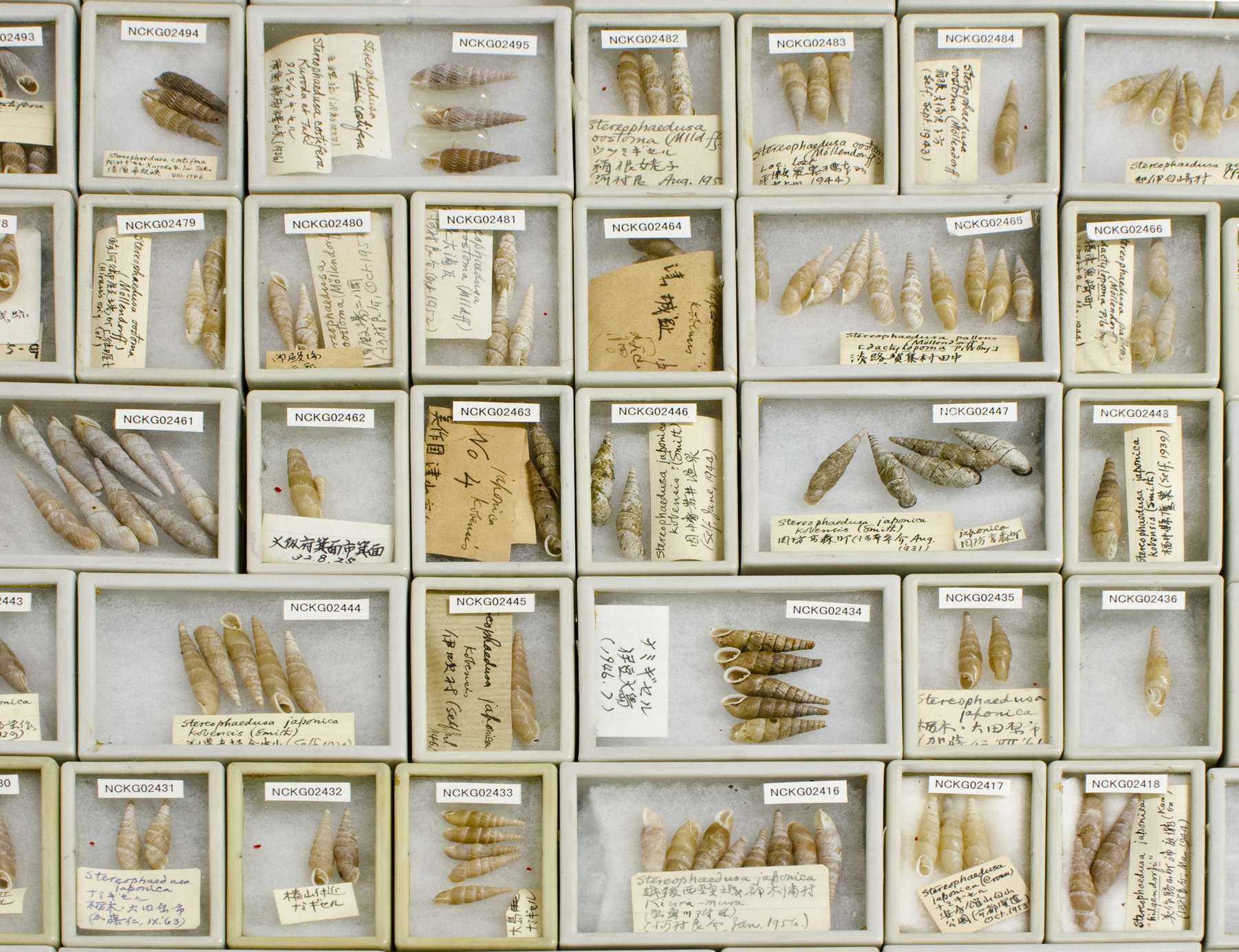 ニッポン貝人列伝 -時代をつくった貝コレクション-（LIXILギャラリー