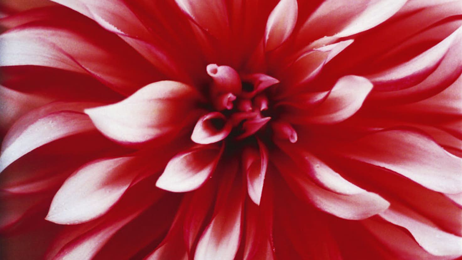 蜷川実花デザイン 蜷川実花展 虚構と現実の間に 熊本市現代美術館 美術 Sigma 85mm F1 4 熱いねこは太鼓と写真が好き 日本美術 蜷川 実花