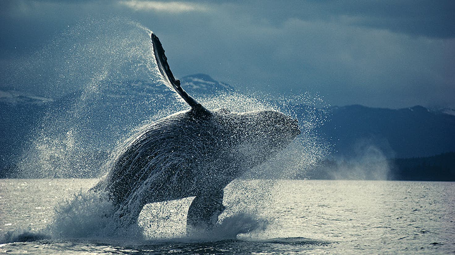 没後年 特別展 星野道夫の旅 Izu Photo Museum 美術手帖 没後年 特別展 星野道夫の旅 Izu Photo Museum 美術手帖
