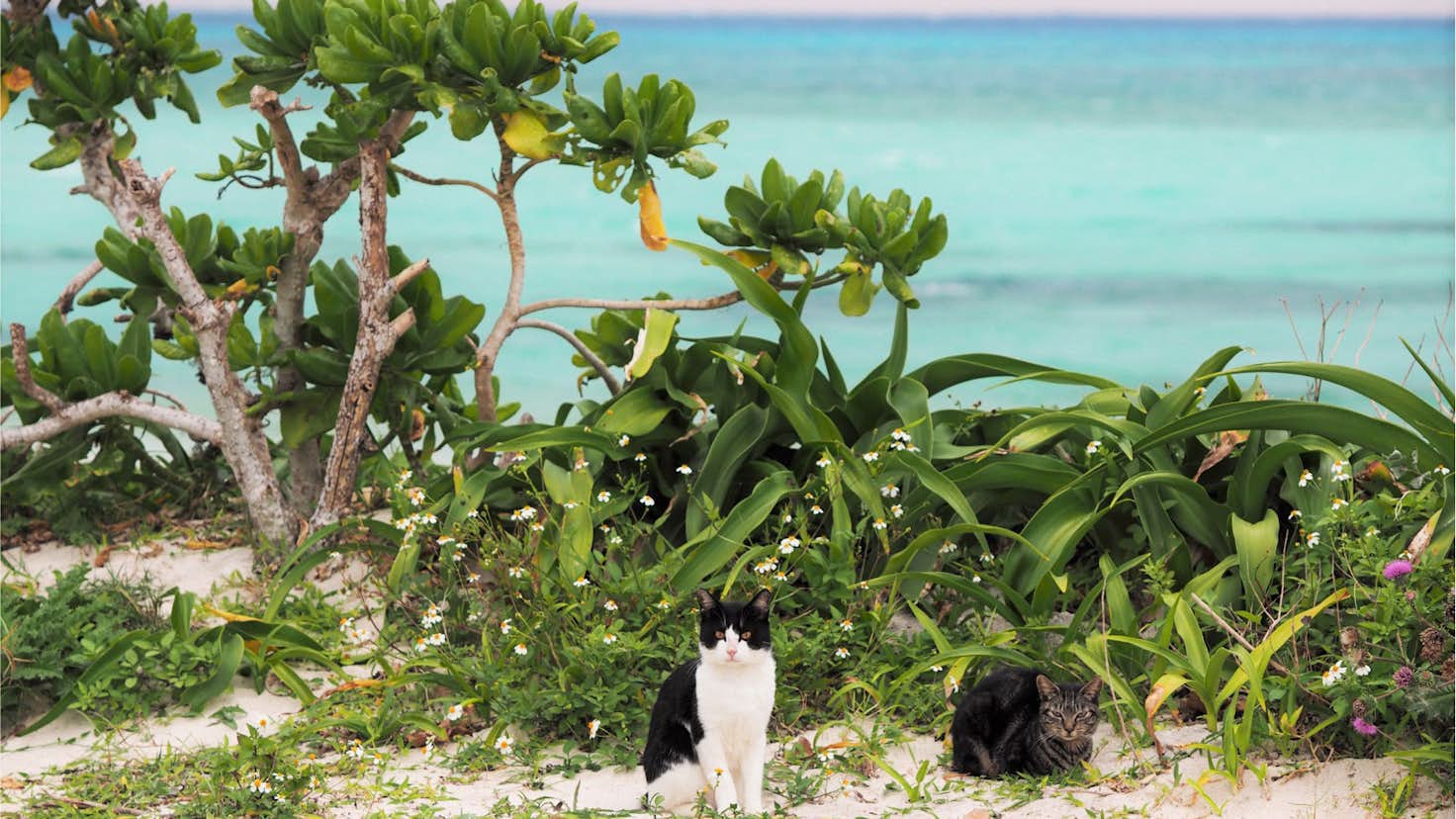 岩合光昭写真展 ねこづくし 川崎市市民ミュージアム 美術手帖