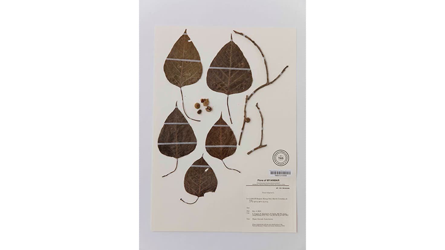 風景の科学展 芸術と科学の融合(国立科学博物館)|美術手帖