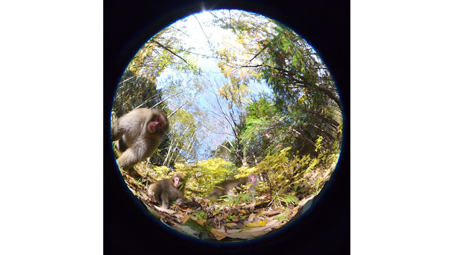 宮崎学 イマドキの野生動物 東京都写真美術館 美術手帖 宮崎学 イマドキの野生動物 東京都写真美術館 美術手帖