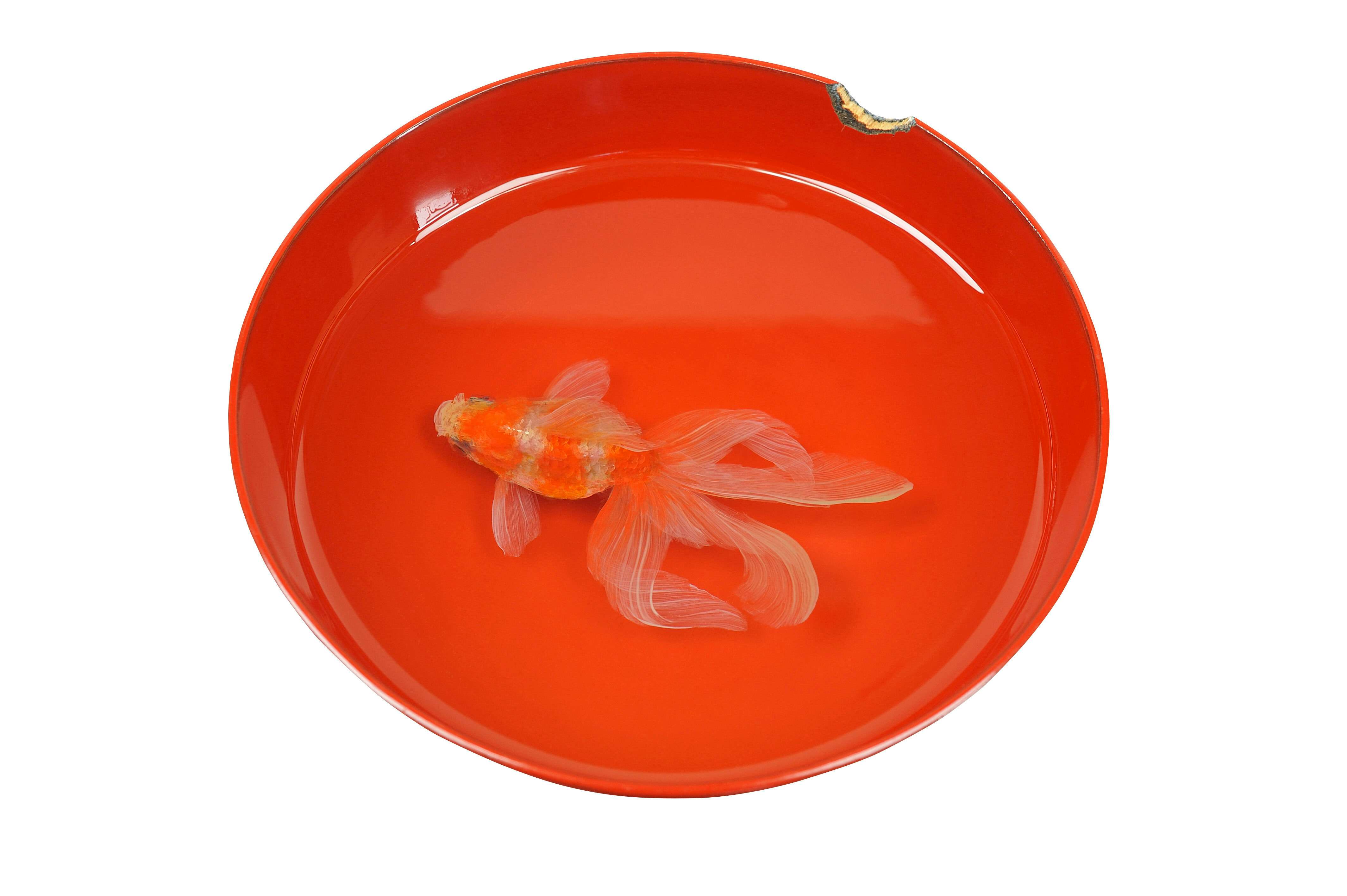 深堀隆介展「金魚鉢、地球鉢。」（上野の森美術館）｜美術手帖