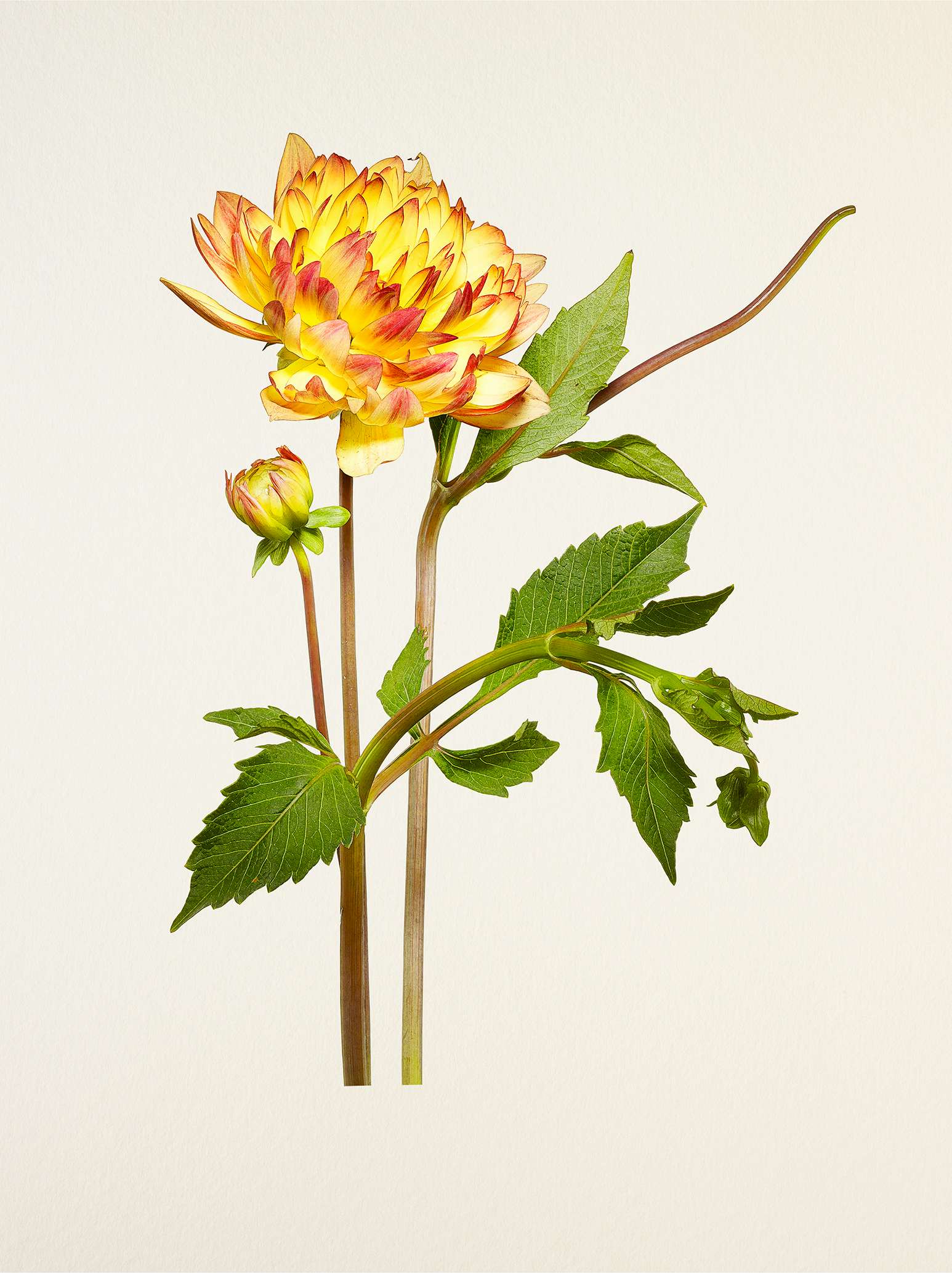 藤間謙二「The Most Beautiful Flowers」花の図鑑写真集 Kenji Toma 『The Most Beautiful Flowers』 | KANA KAWANISHI