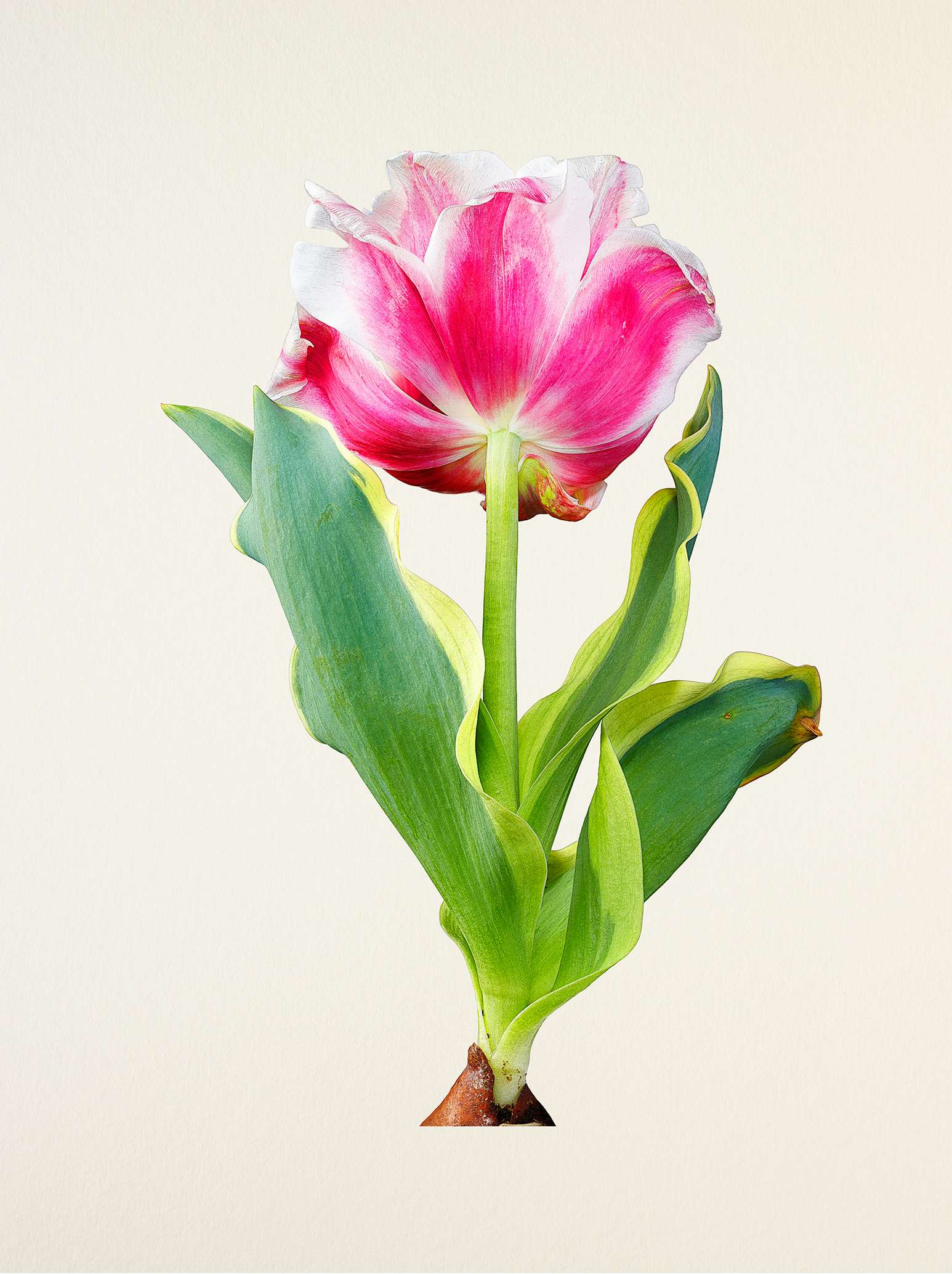 藤間謙二「The Most Beautiful Flowers」花の図鑑写真集 Kenji Toma 『The Most Beautiful Flowers』 | KANA KAWANISHI