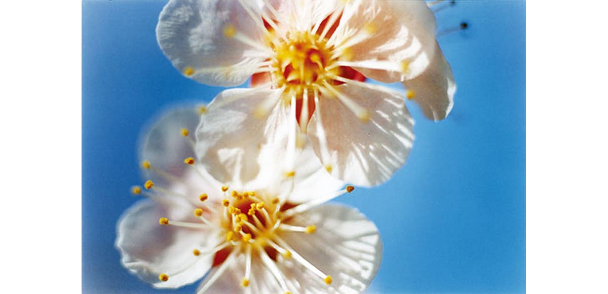 蜷川実花 Sunday 美術手帖