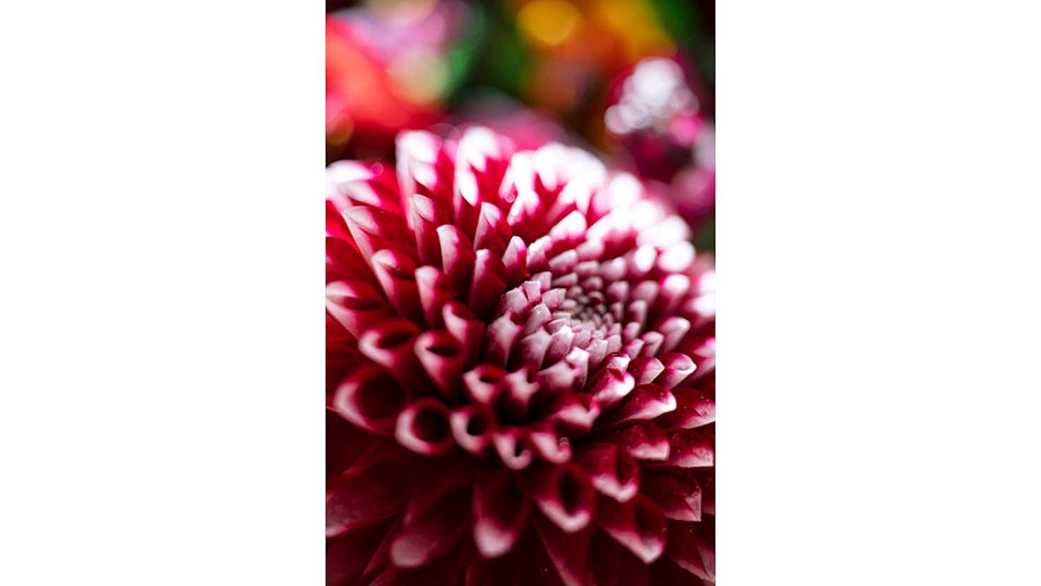 富山県美術館開館5周年記念 蜷川実花展 富山県美術館 美術手帖 富山県美術館開館5周年記念 蜷川実花展 富山県美術館 美術手帖