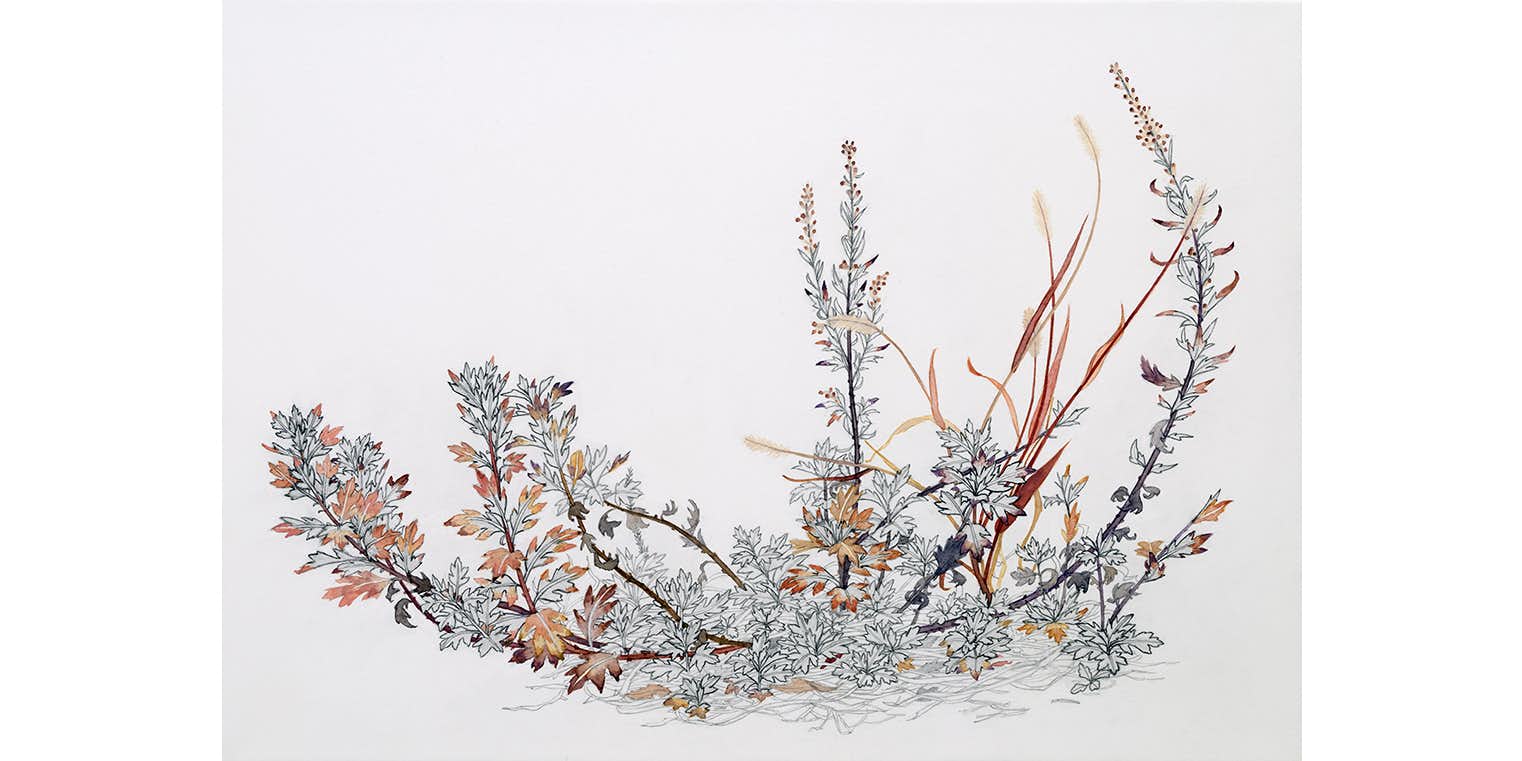 画家・須藤由希子が見つめた「晩秋の雑草」。鉛筆と水彩を用いた繊細な