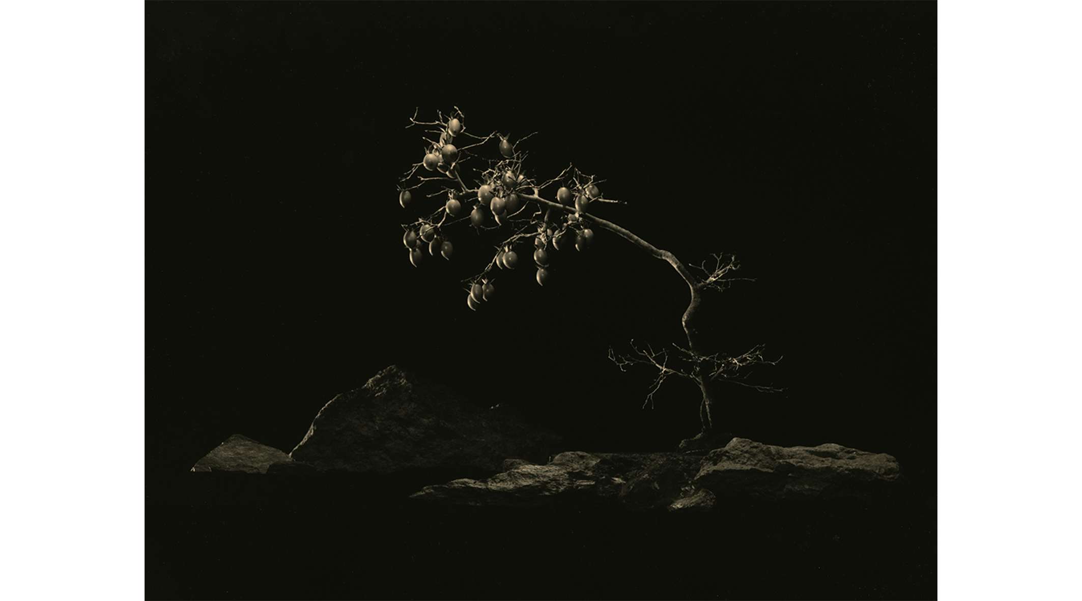 盆栽が静かに放つ光をとらえて。写真家・山本昌男がミヅマアート 
