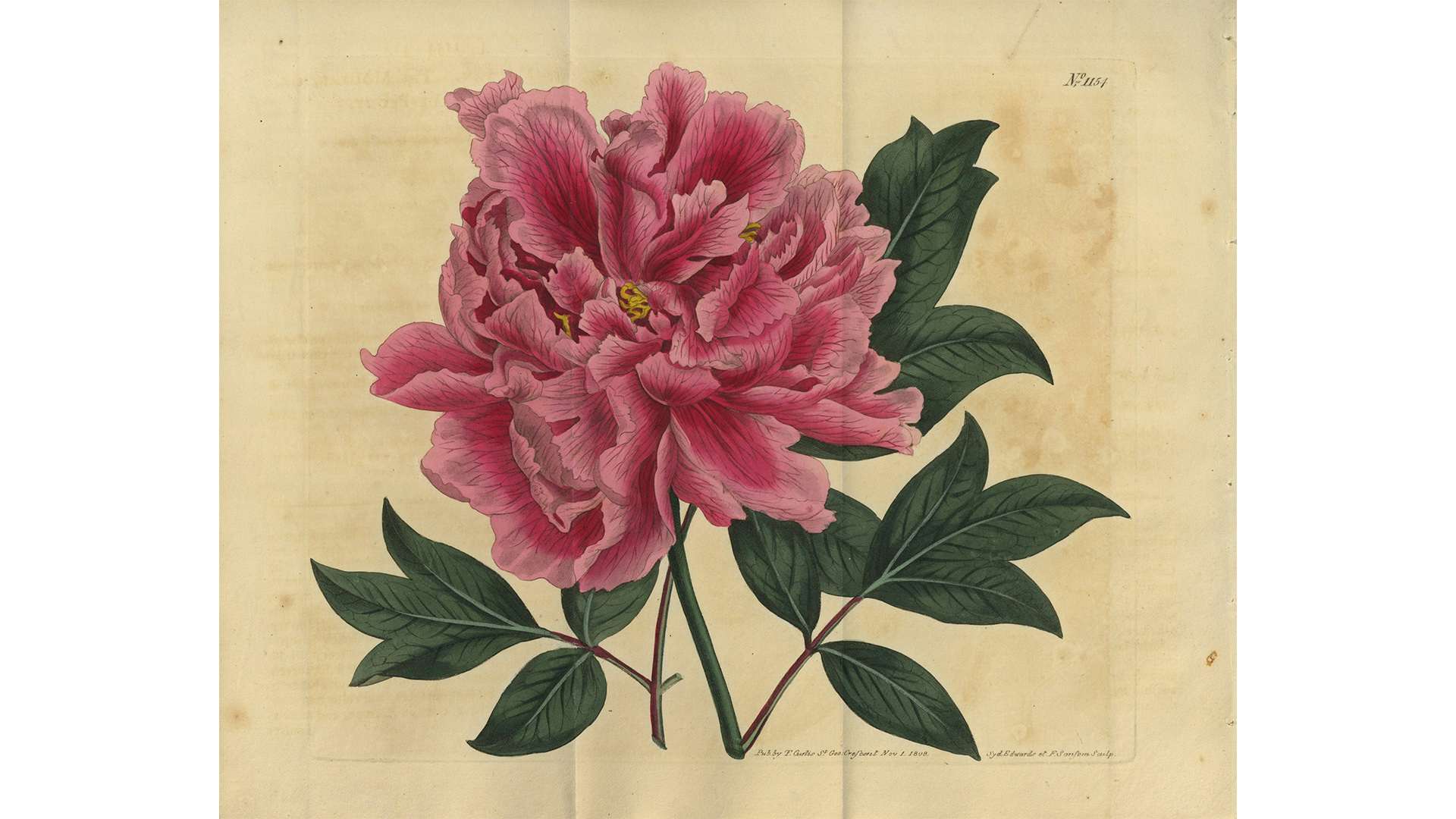 旧朝香宮邸の空間で見る植物画 キューガーデン 英国王室が愛した花々 が東京都庭園美術館で開催 画像ギャラリー 1 6 美術手帖 旧朝香宮邸の空間で見る植物画 キューガーデン 英国王室が愛した花々 が東京都庭園美術館で開催 画像ギャラリー 1 6 美術手帖