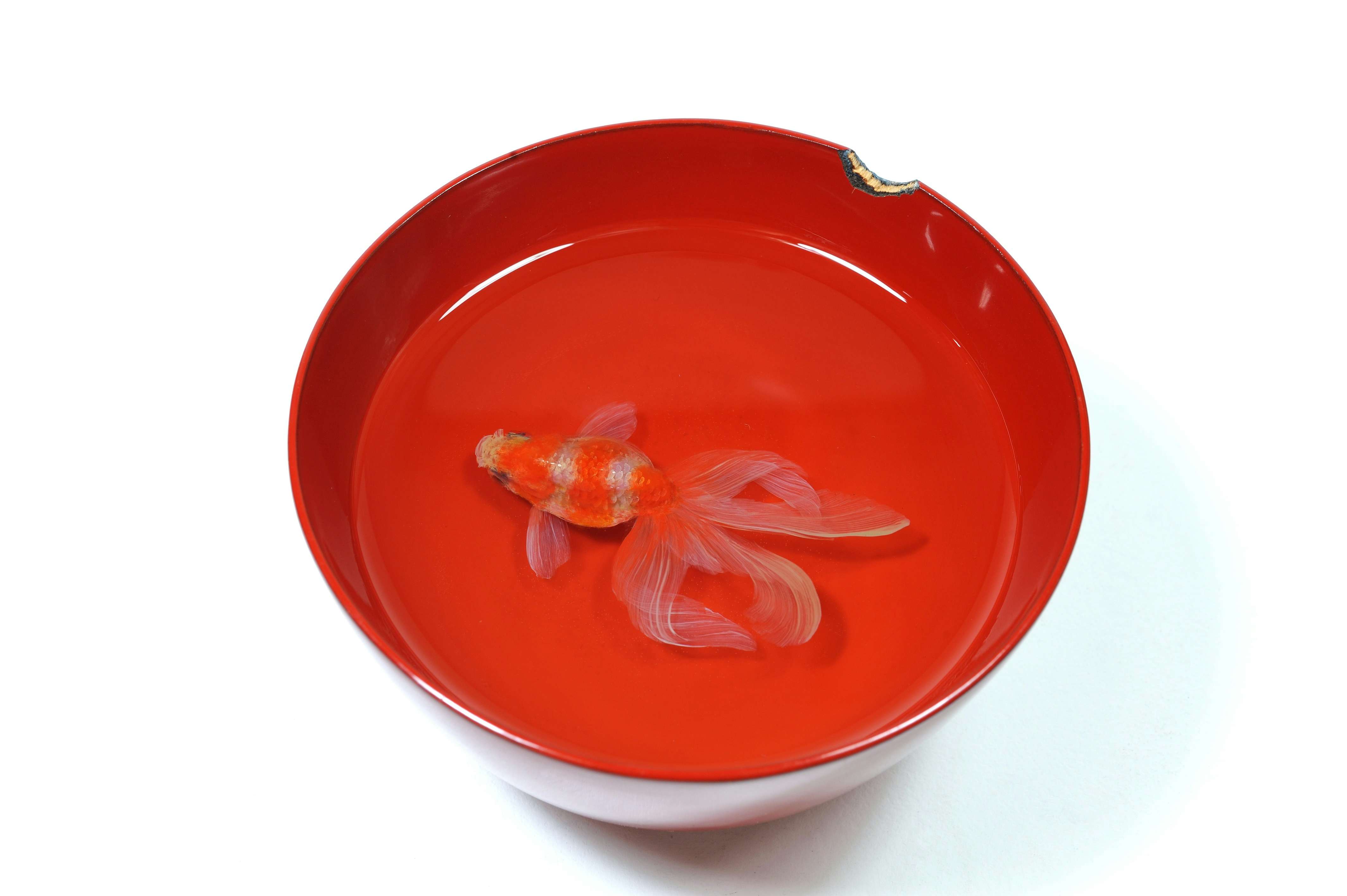 深堀隆介展「金魚鉢、地球鉢。」が上野の森美術館で開催へ。約300点の
