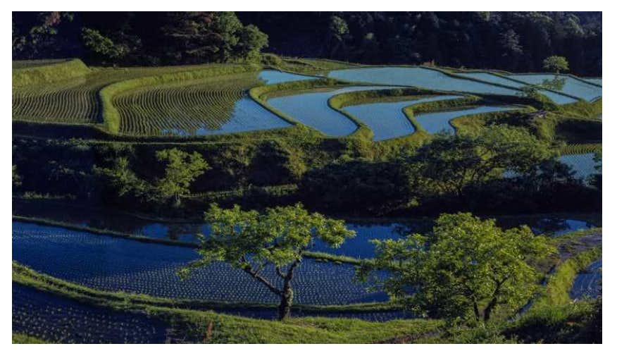 里山」とは何かを「水の匂い」から探る。滋賀県立美術館で「今森光彦 里山 水の匂いのするところ」が開催｜美術手帖