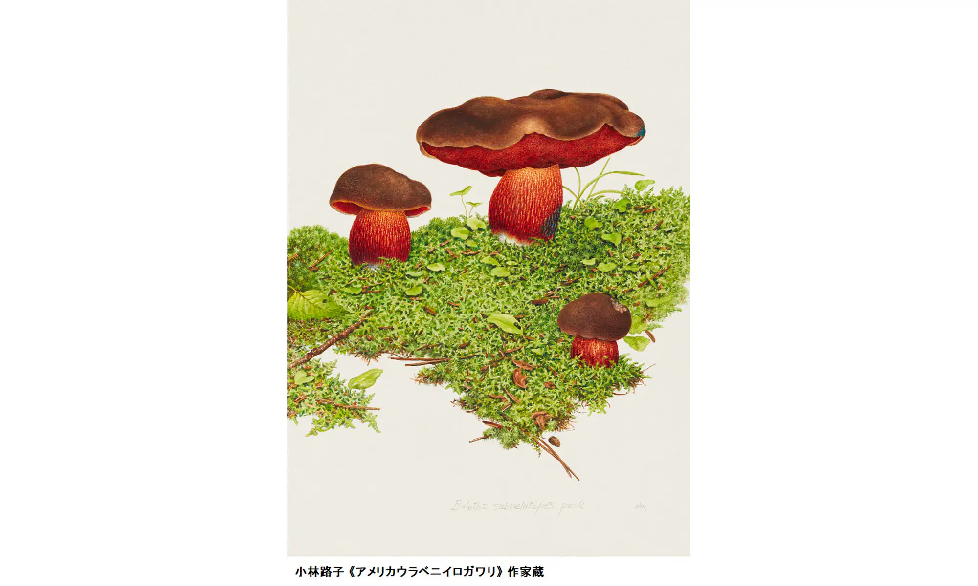いきものを「うつす」つくり手たちは何を見つめてきたのか。「いのちをうつす ―菌類、植物、動物、人間」が東京都美術館で開催へ|画像ギャラリー 3 ...