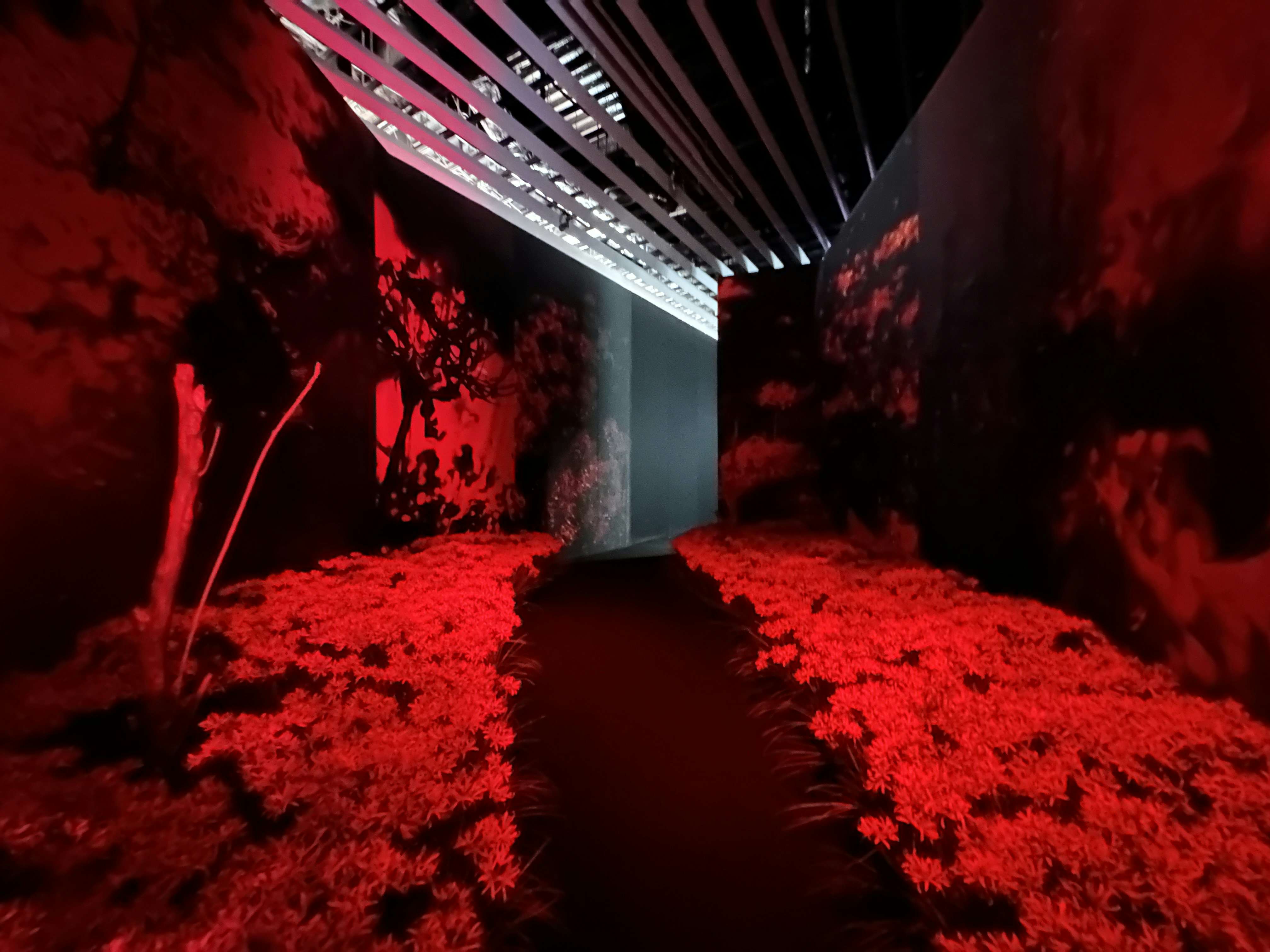 蜷川実花展 with EiM：彼岸の光、此岸の影」（京都市京セラ