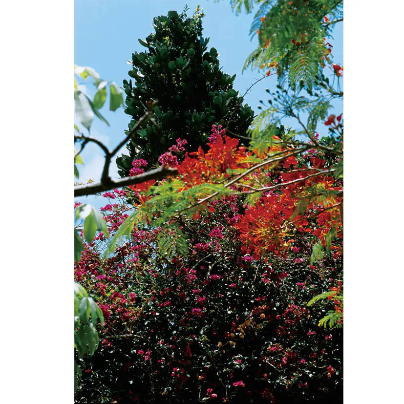 中平卓馬 最後の写真集 沖縄 刊行 沖縄の風景を鮮烈に写す 美術手帖 中平卓馬 最後の写真集 沖縄 刊行 沖縄の風景を鮮烈に写す 美術手帖